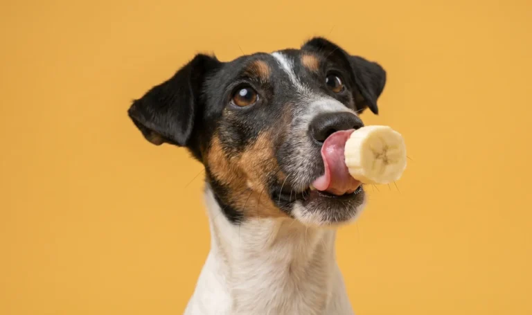 Dog with bananas — can dogs eat bananas safely?