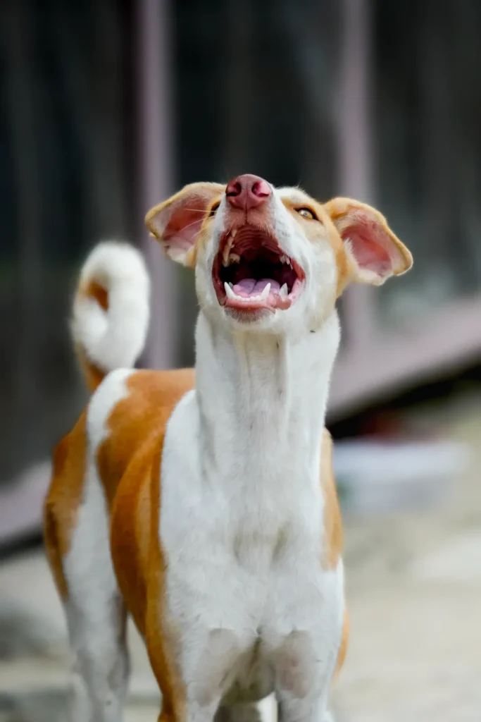 How Dogs Communicate With You: The Complete Guide to Understanding Your Dog's Body Language, Vocalizations & Signals 14 Dog barking — vocalizations carry specific meanings