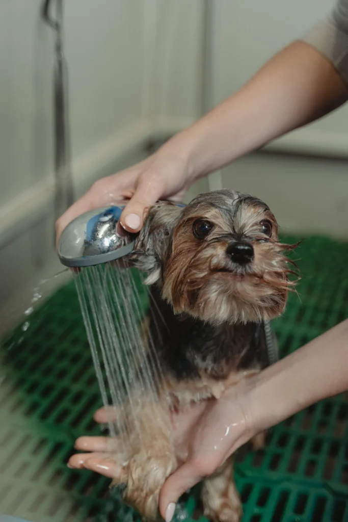 Bathing a dog — the foundation of a great-smelling dog