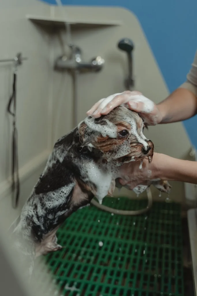 10 Common Skin Problems in Dogs — Symptoms, Causes, and Vet-Approved 14 Bathing a dog — proper grooming prevents many skin problems