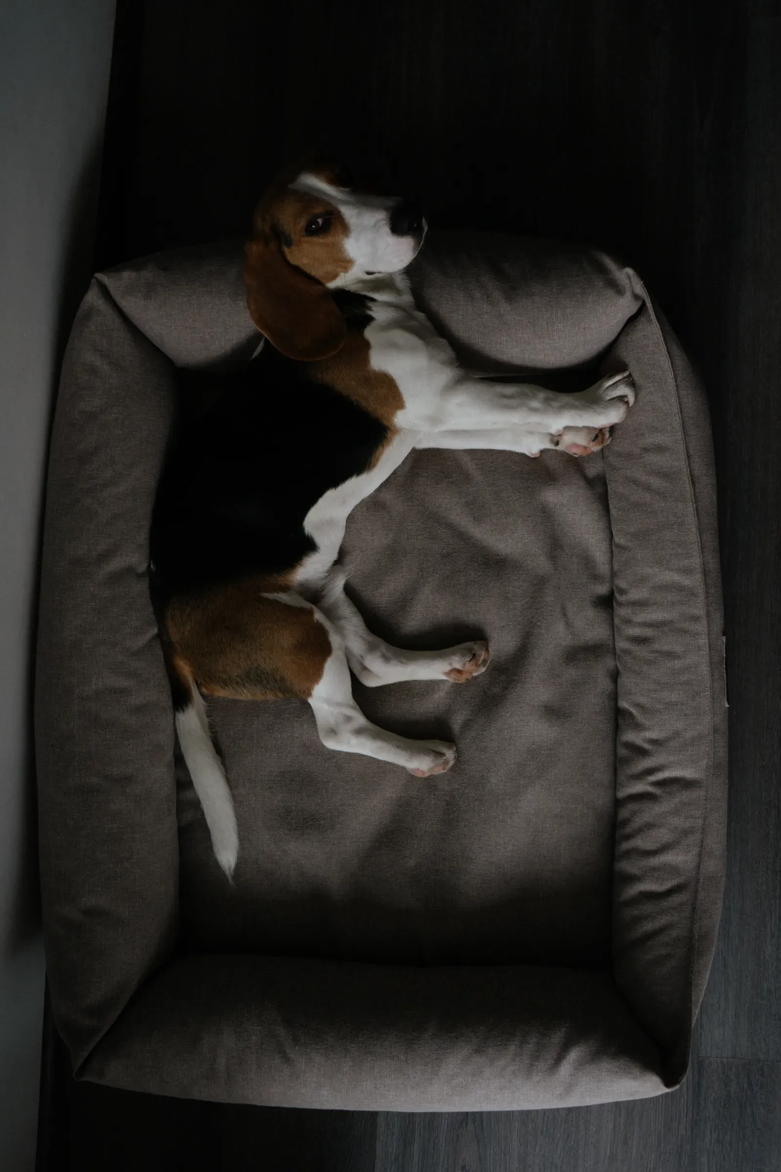 Best Orthopedic Dog Beds for Senior Dogs 12 Comfortable dog bed in a home