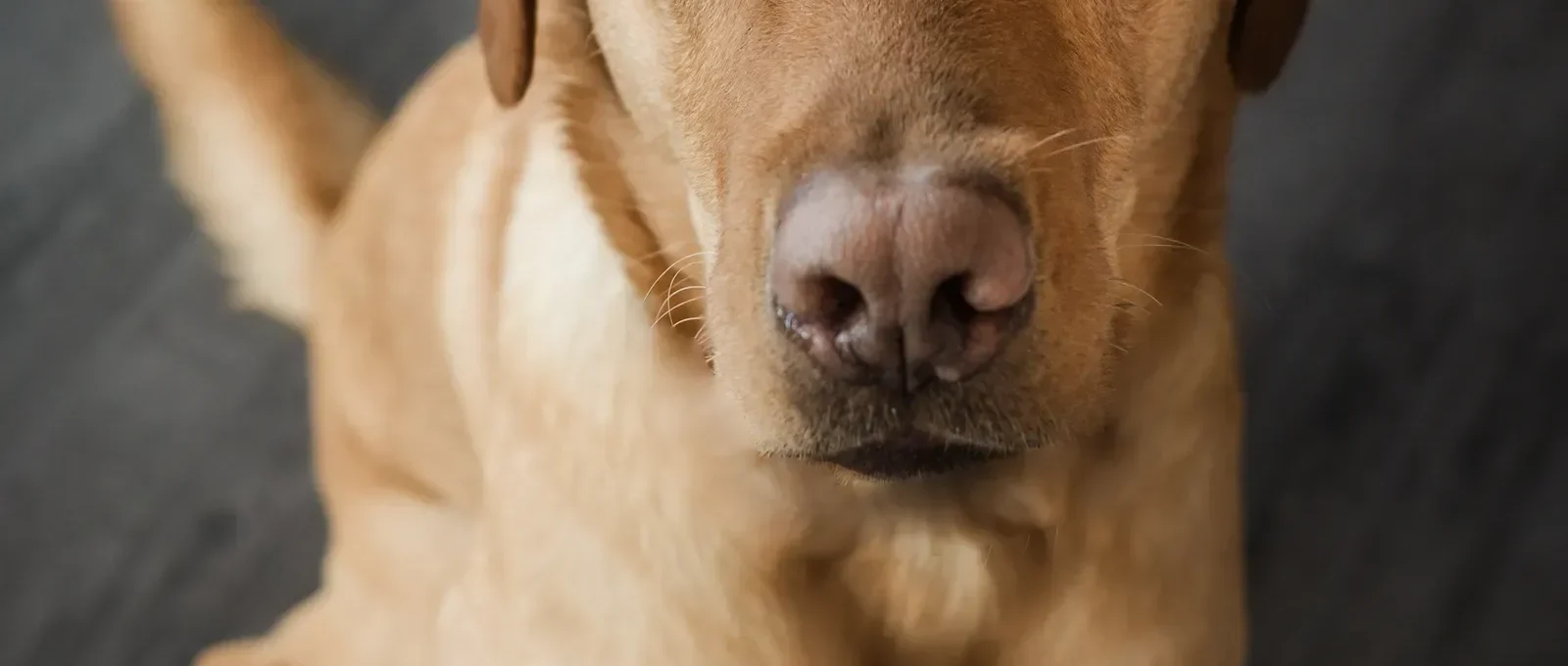 Dog at home — the 5 most common dog behavior problems