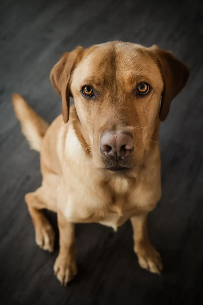 Dog at home — the 5 most common dog behavior problems