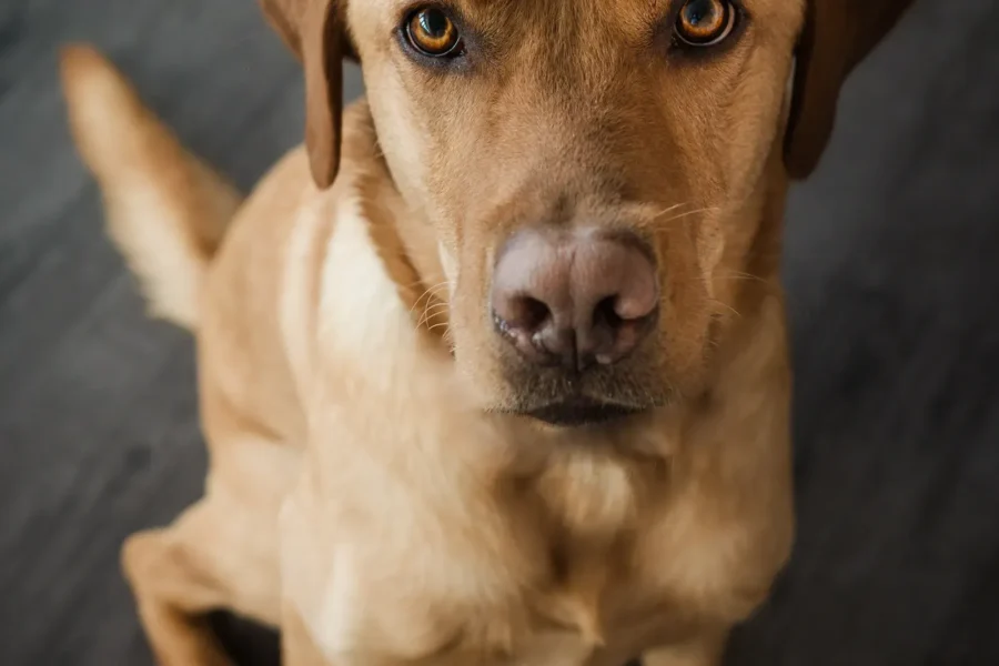 Dog at home — the 5 most common dog behavior problems