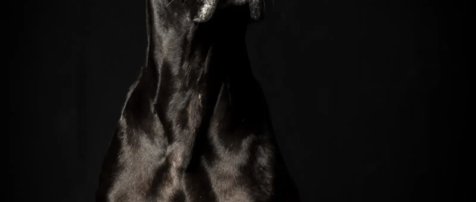 Black Great Dane — deep-chested breeds face the highest bloat risk