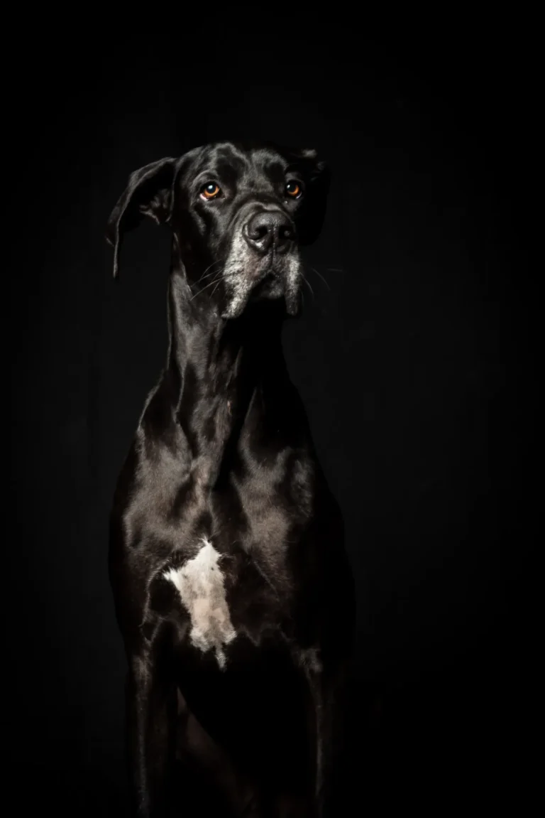 Black Great Dane — deep-chested breeds face the highest bloat risk
