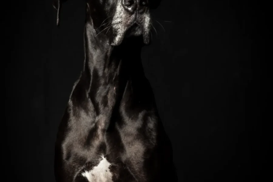 Black Great Dane — deep-chested breeds face the highest bloat risk
