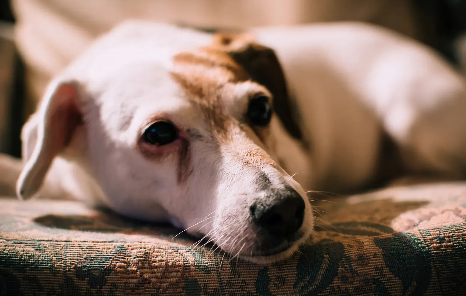 Dog Bloat (GDV): Emergency Signs Every Owner Must Know (2026) 12 Dog lying down looking unwell — restlessness is an early bloat sign