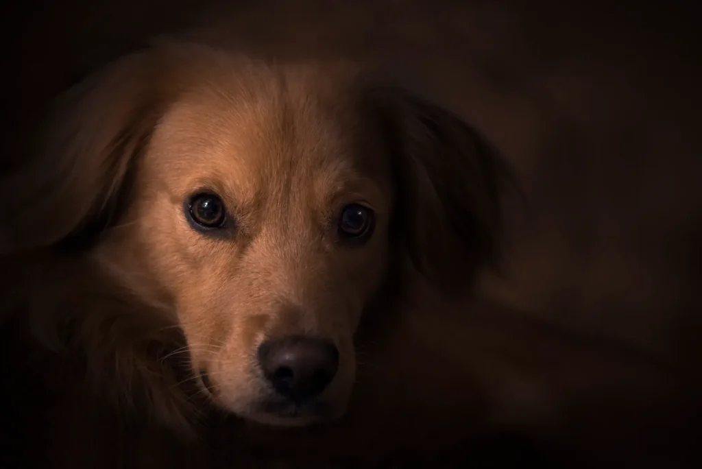 20 Dogs With Absolutely Breathtaking Blue Eyes That Will Stop You in Your Tracks 14 Close-up of a dog's breathtaking blue eyes
