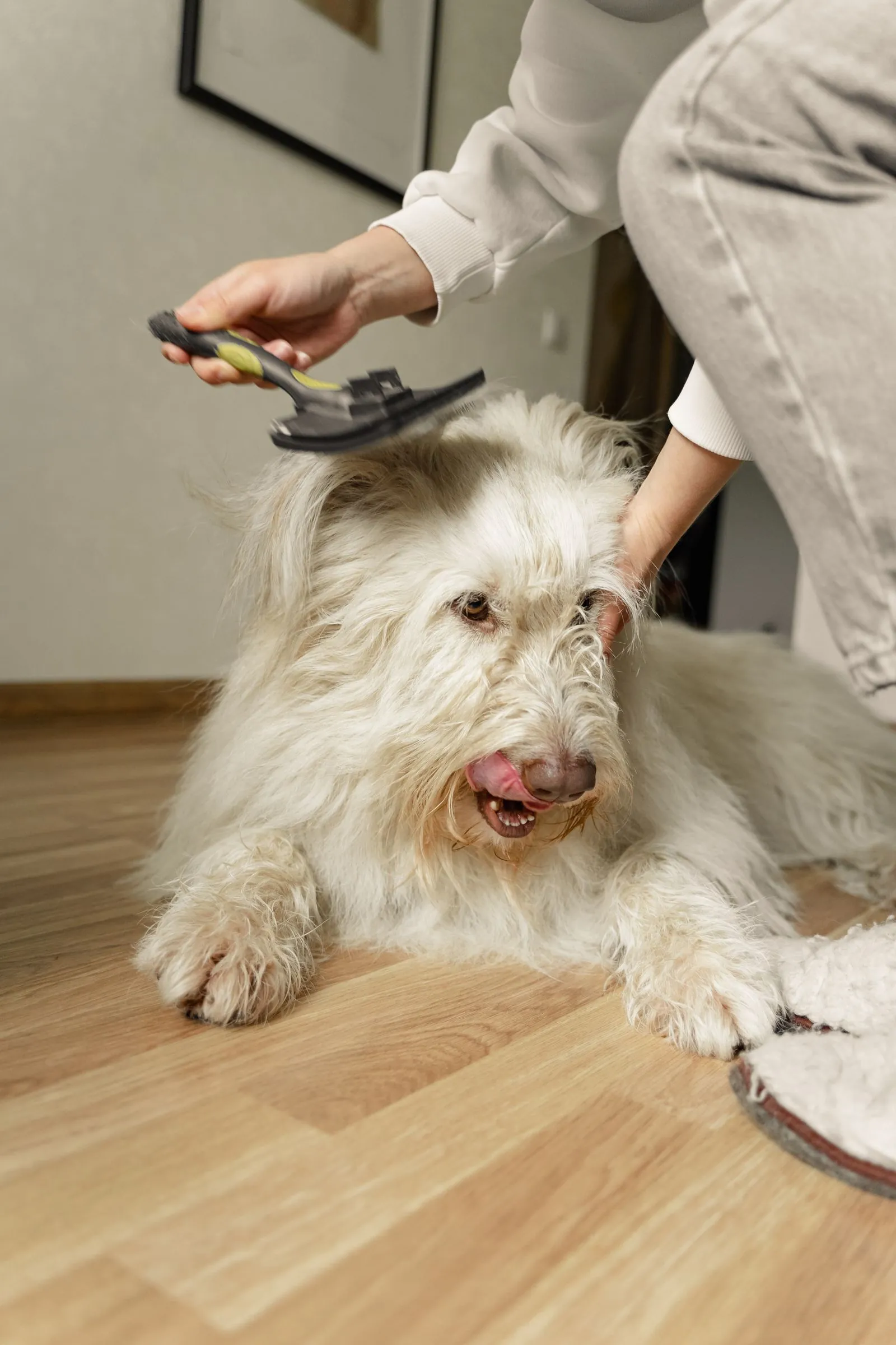 Best Black Friday Pet Deals 2026: Beds, Feeders & Gear 14 Dog grooming brush — Black Friday deals on deshedding tools