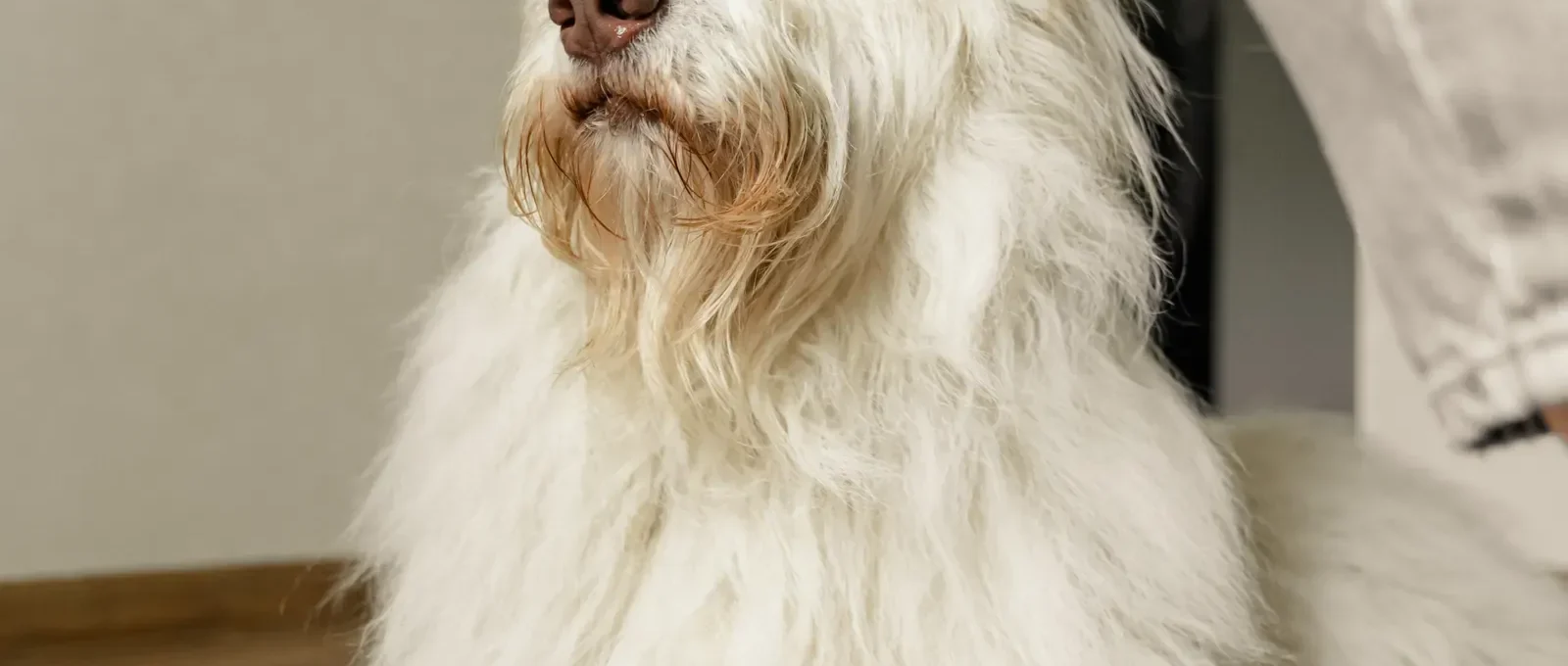 Brushing a shedding dog — best dog brushes for shedding