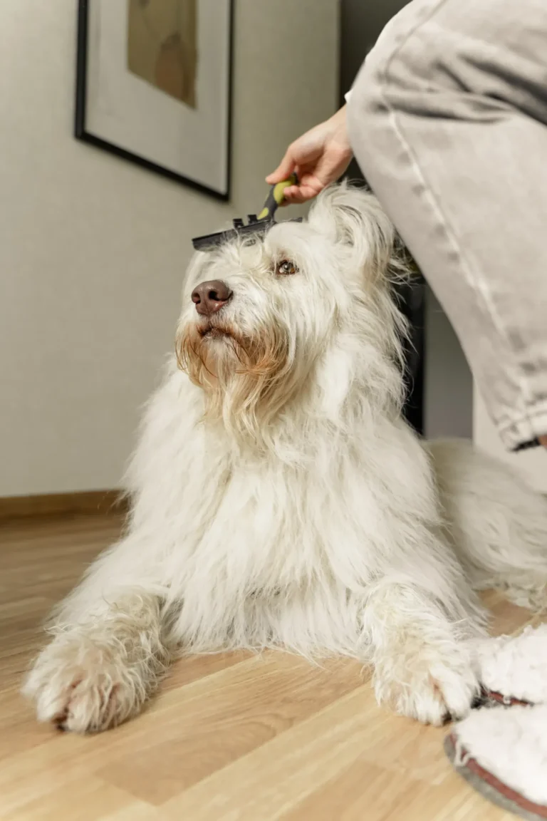 Brushing a shedding dog — best dog brushes for shedding