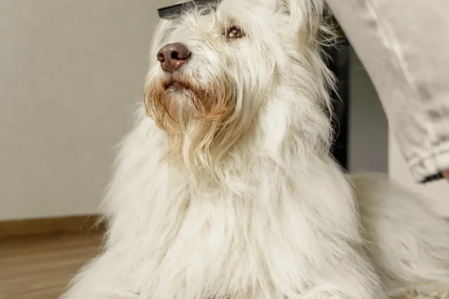 Brushing a shedding dog — best dog brushes for shedding