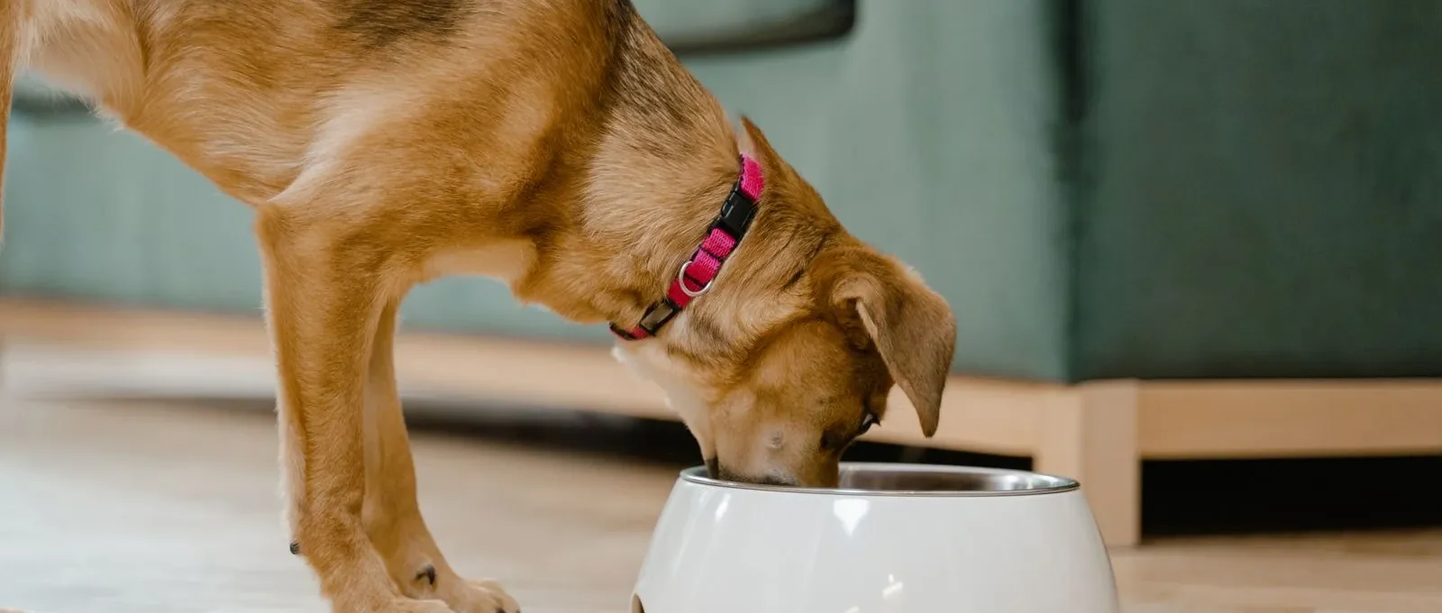 Dog eating from its bowl — can dogs eat chicken every day