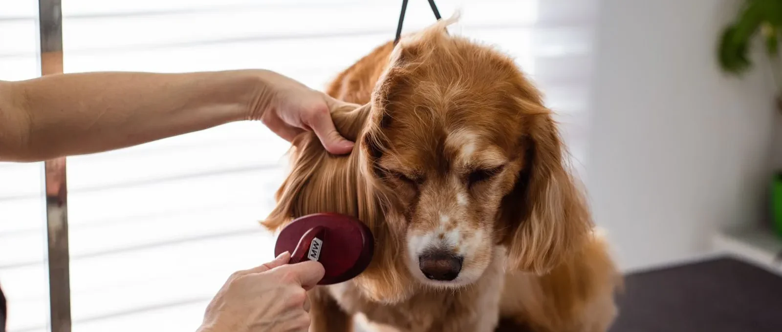 Brushing a dog's coat — 6 tips for a smooth healthy coat