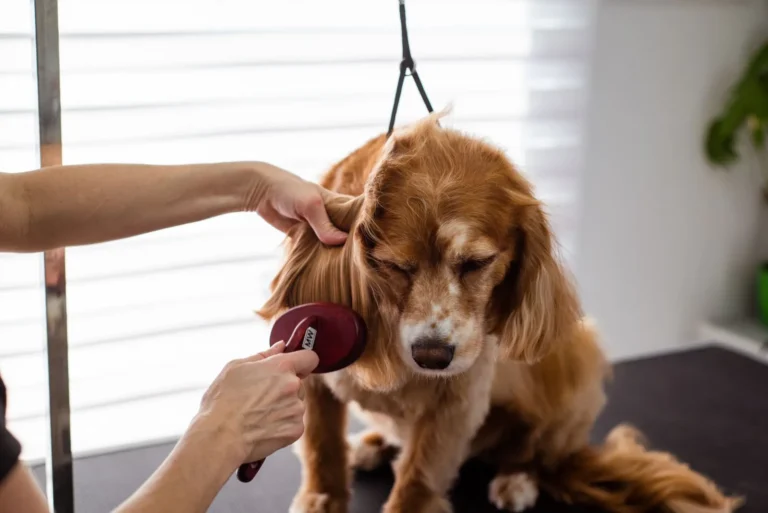 Brushing a dog's coat — 6 tips for a smooth healthy coat