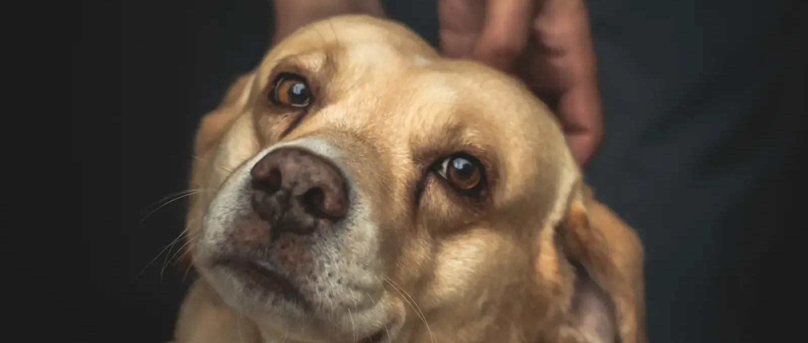 Dog gazing at its owner — 9 ways dogs communicate with you