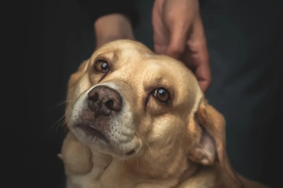 Dog gazing at its owner — 9 ways dogs communicate with you