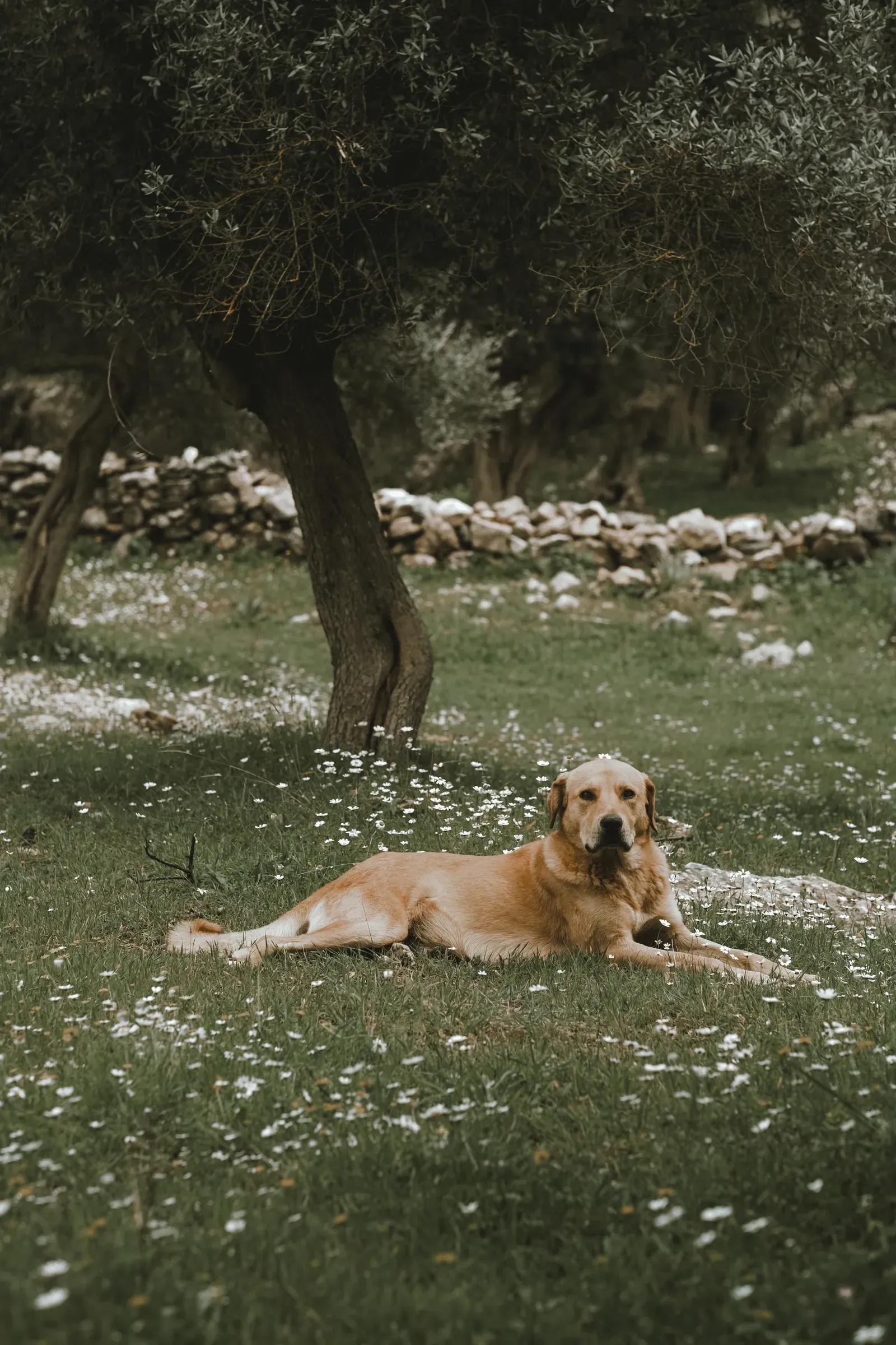 Dog resting in the shade — cooling diggers need an easier cool option