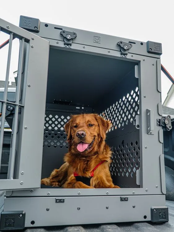 How to Crate Train a Puppy in 7 Days 12 Dog with enough room to stand and turn around — correct crate size for puppy