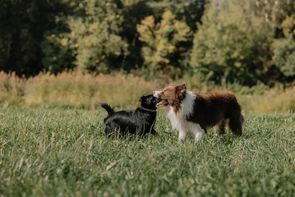 Dogs playing at daycare — social days for high-energy dogs
