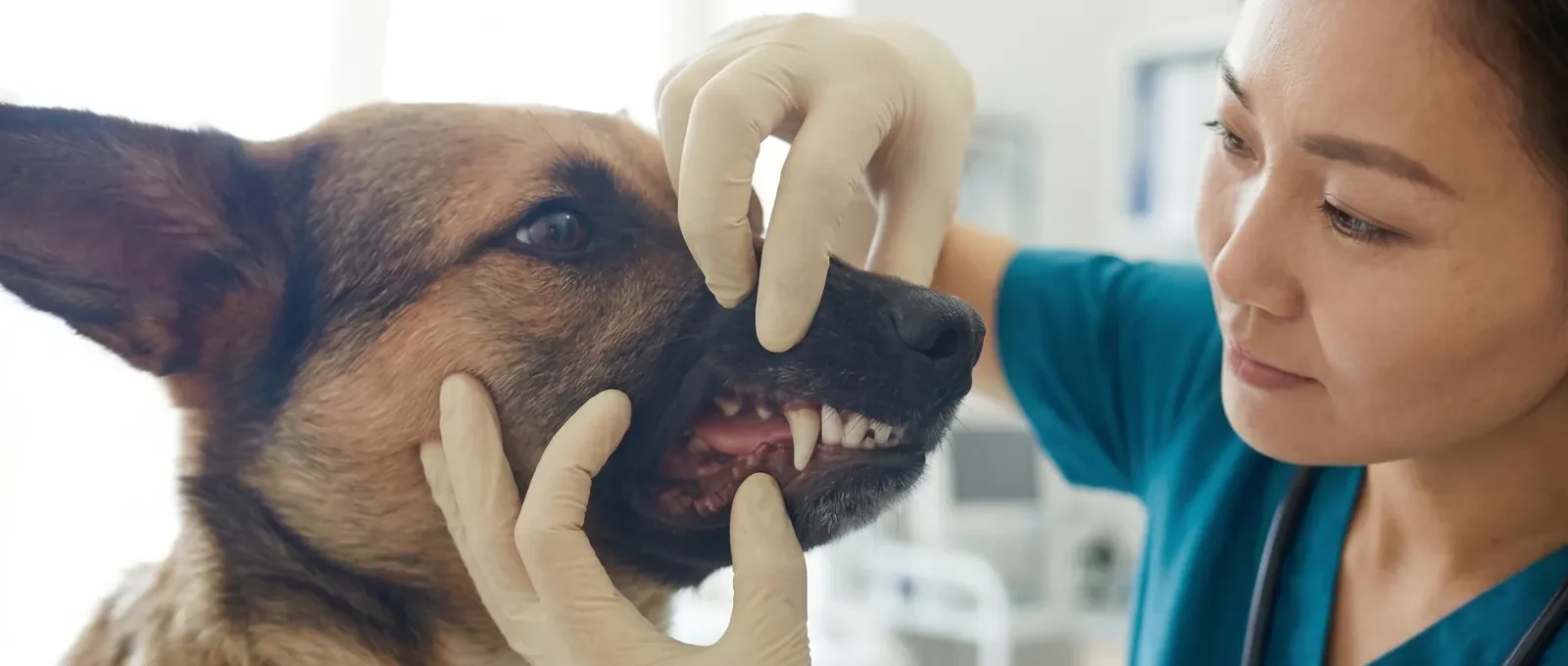 Veterinarian examining a dog's teeth for dental disease