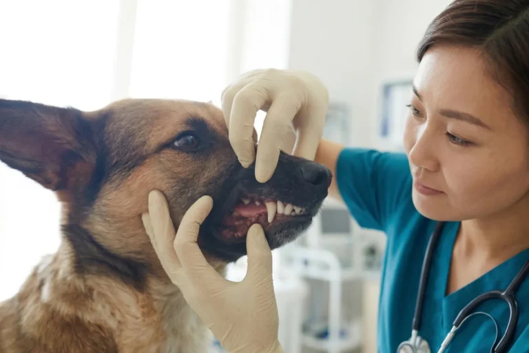 Veterinarian examining a dog's teeth for dental disease