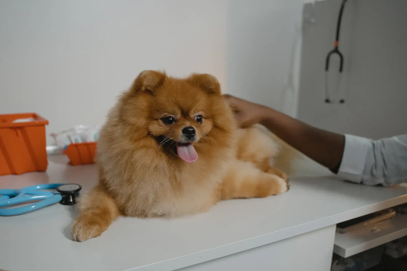 Dog at the vet clinic for a professional dental cleaning — professional cleanings and pet insurance dental disease coverage