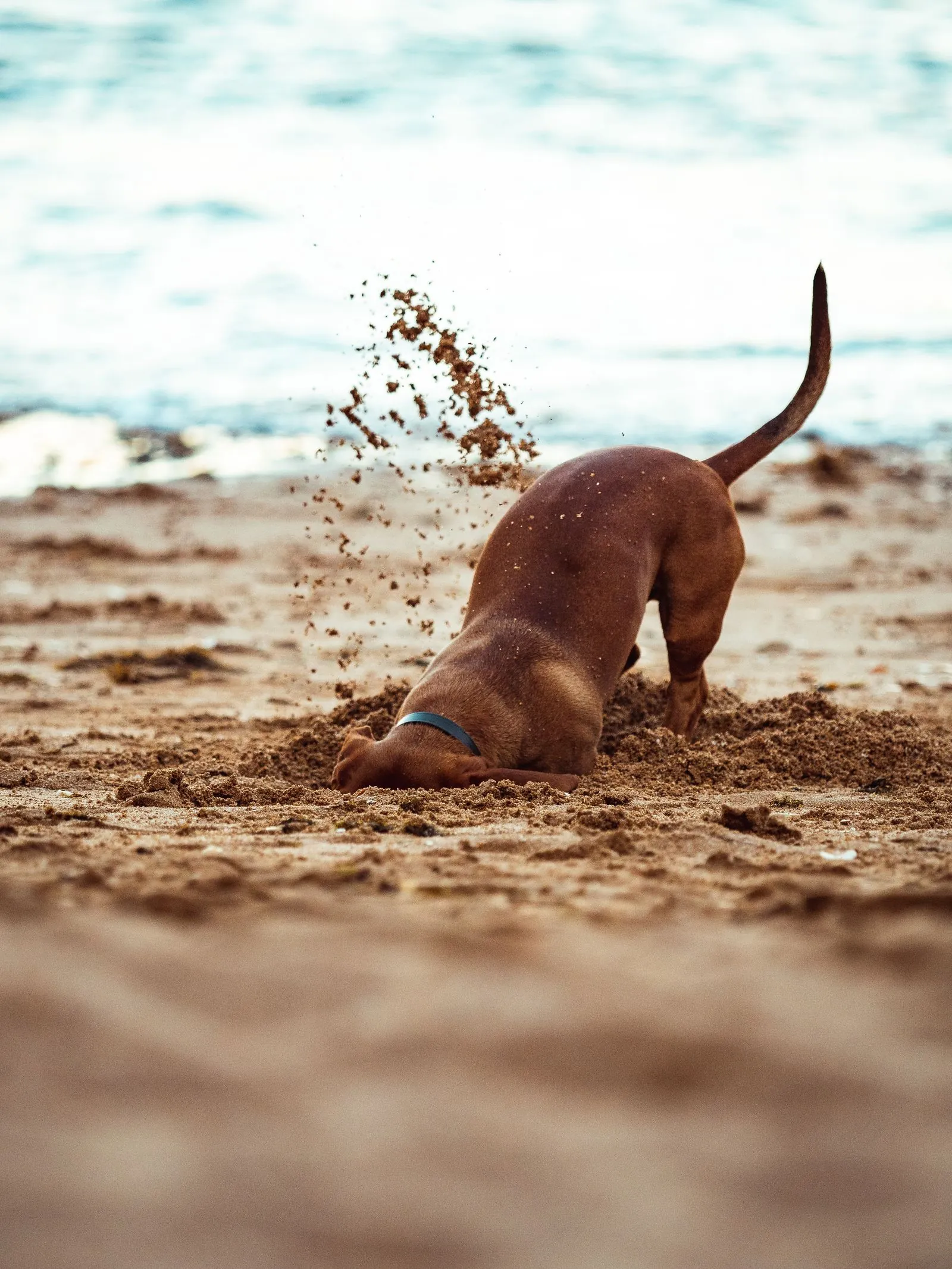 Dog digging in sand — a sanctioned dig zone redirects the instinct