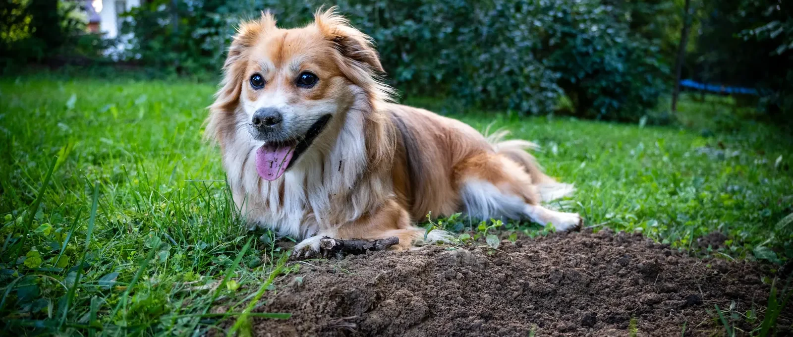 Dog digging a hole in the yard — why does my dog dig holes?