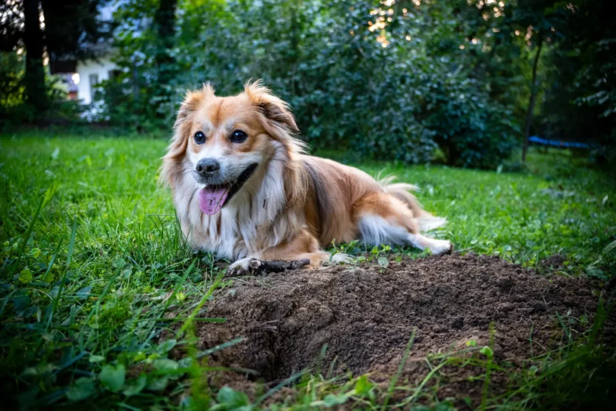 Dog digging a hole in the yard — why does my dog dig holes?