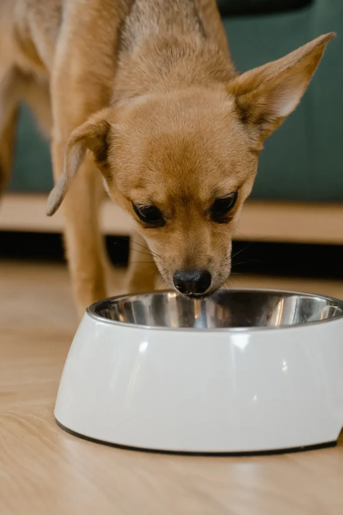 Dog drinking lots of water — when excessive thirst needs a vet