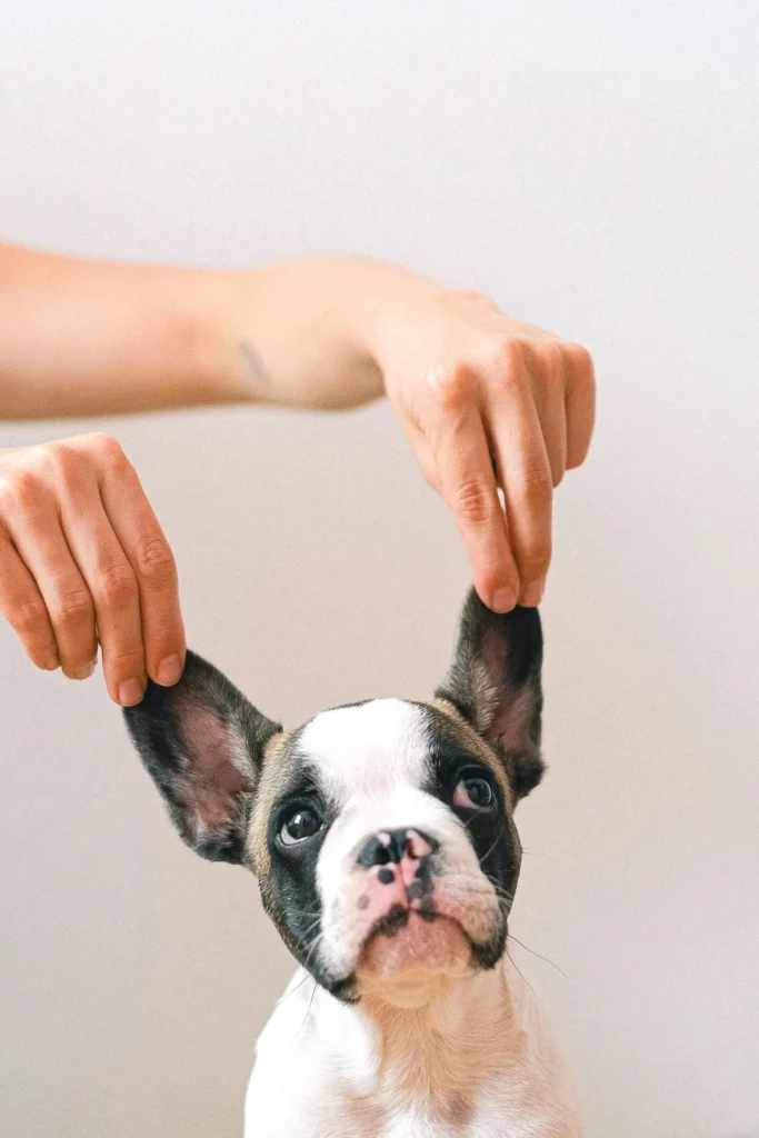 Cleaning a dog's ears — ears are a top odor source