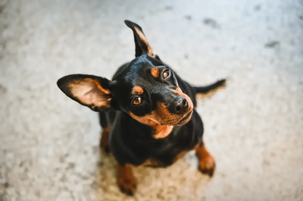 How Dogs Communicate With You: The Complete Guide to Understanding Your Dog's Body Language, Vocalizations & Signals 13 Dog with perked ears — ear positions signal mood