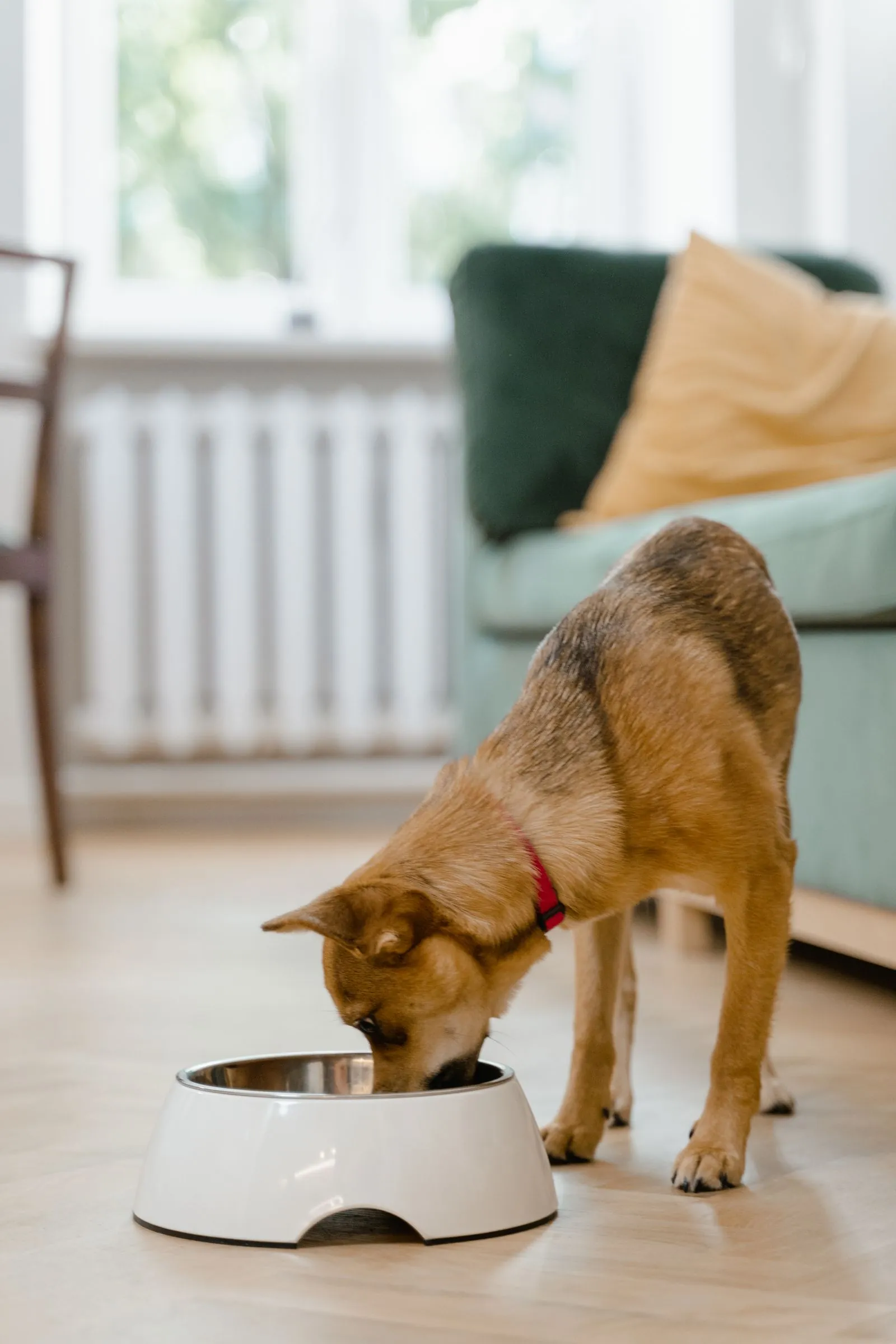 7 Balanced Homemade Dog Food Recipes (Vet-Nutritionist Approved Framework) 13 Dog enjoying homemade dog food recipes from its bowl