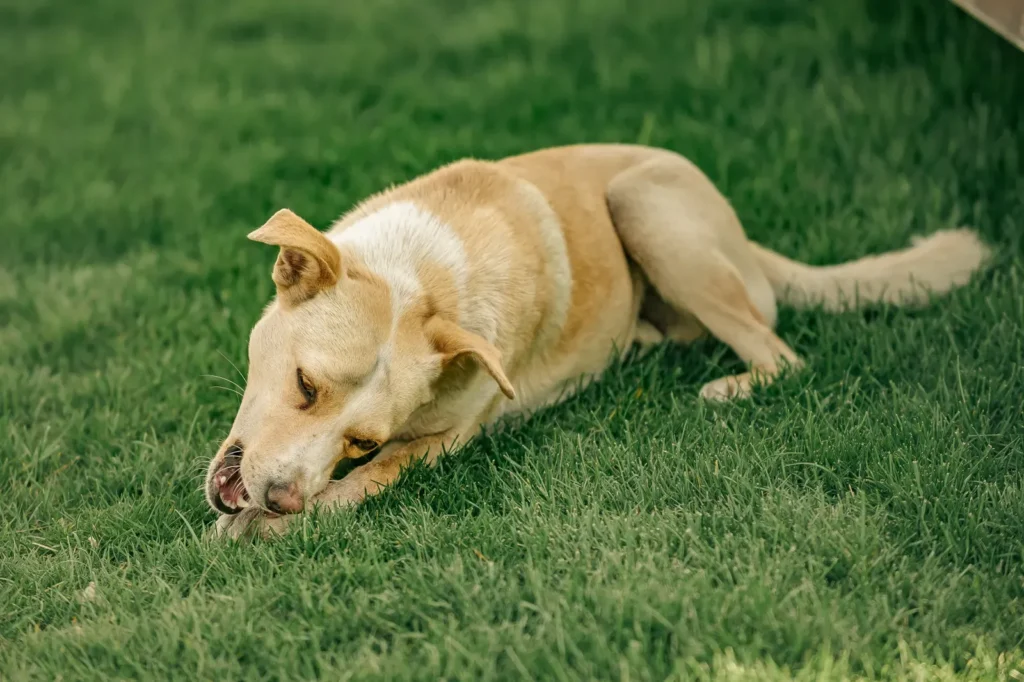 Why Is My Dog Eating Grass? 9 Possible Reasons 12 Why is my dog eating grass? Dog eating grass in the yard, a common canine habit
