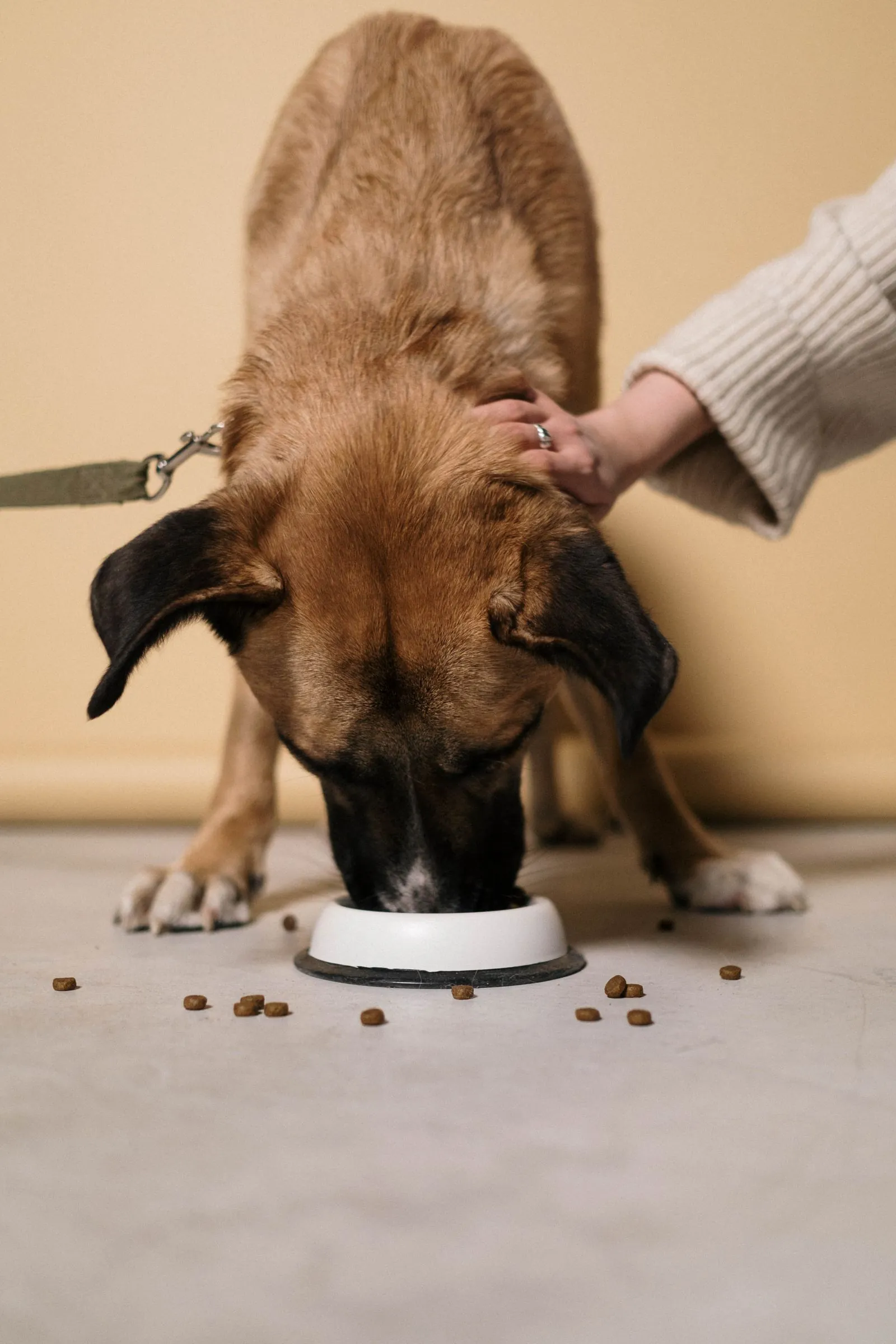 Best Slow Feeder Bowls for Dogs (2026): 5 Picks That Actually Work 12 Dog eating kibble from a maze slow feeder bowl for dogs