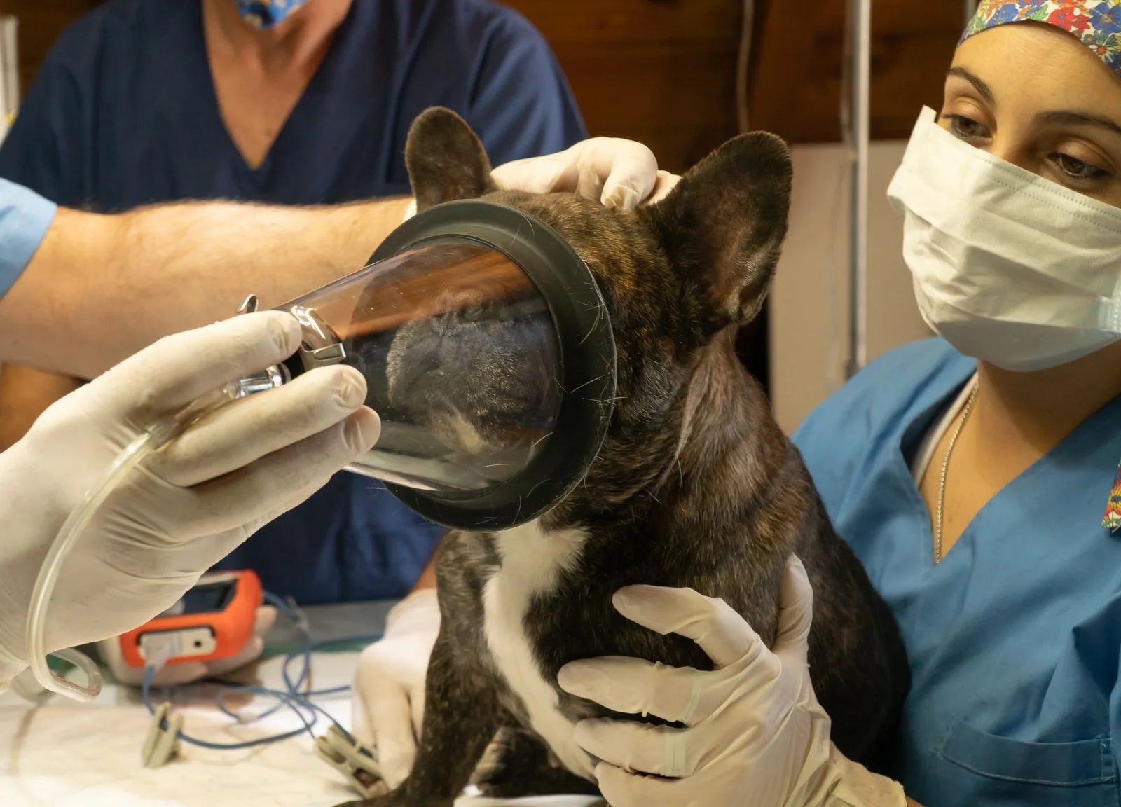 Accident Only vs Comprehensive Pet Insurance: Which Is Worth It? (2026) 13 Dog under anesthesia before surgery — emergency surgery is where comprehensive coverage pays off