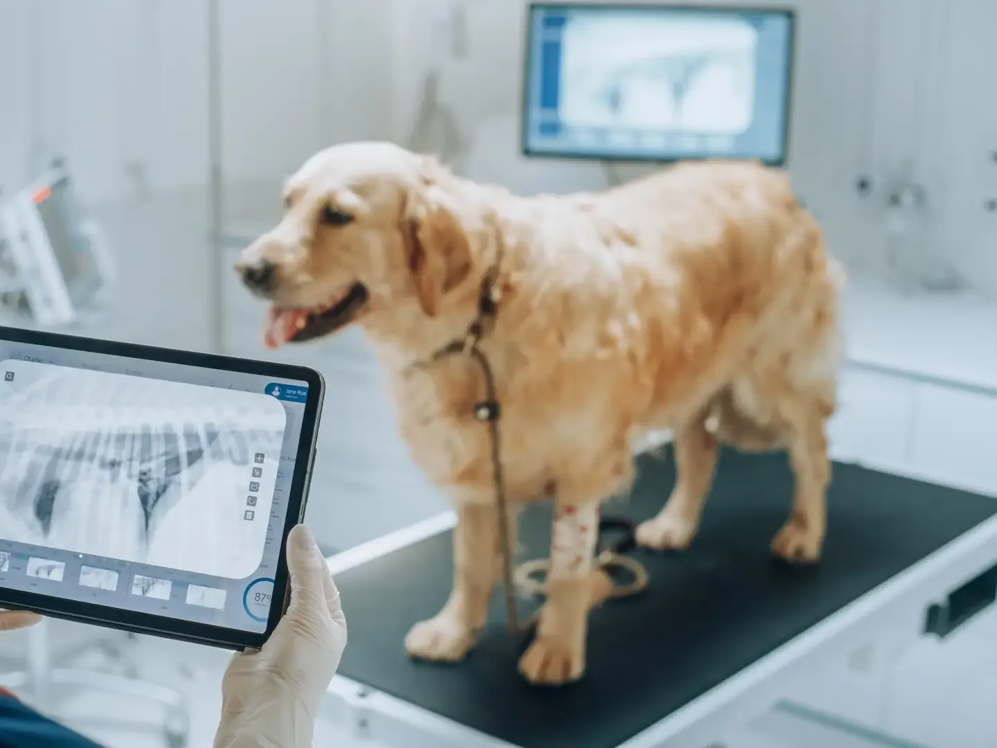 Veterinarian reviewing a dog's X-ray in the emergency room