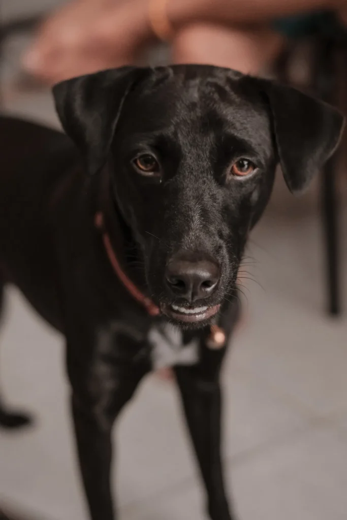 Dog making eye contact — the oxytocin gaze