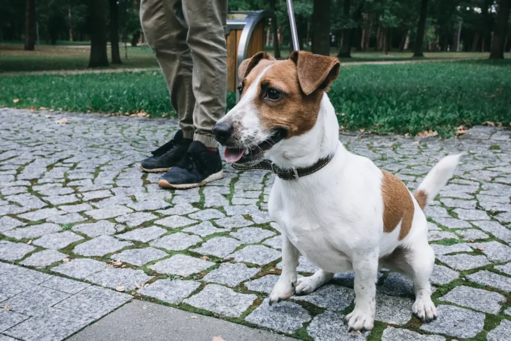 How to Make Your Dog Loyal: The Complete Science-Backed Guide to Building an Unbreakable Bond 12 Dog following its owner — loyalty in action