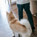 Dog following its owner around the house — why does my dog follow me everywhere?