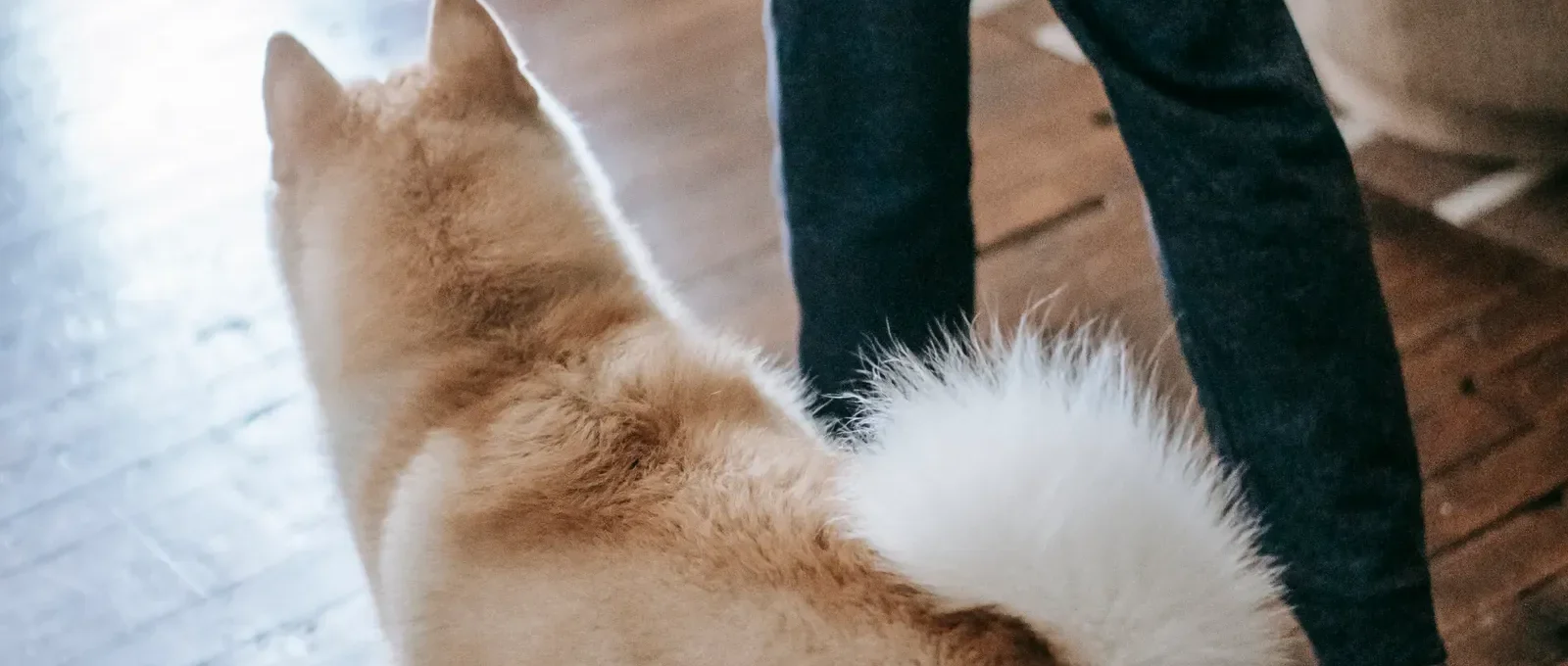Dog following its owner around the house — why does my dog follow me everywhere?