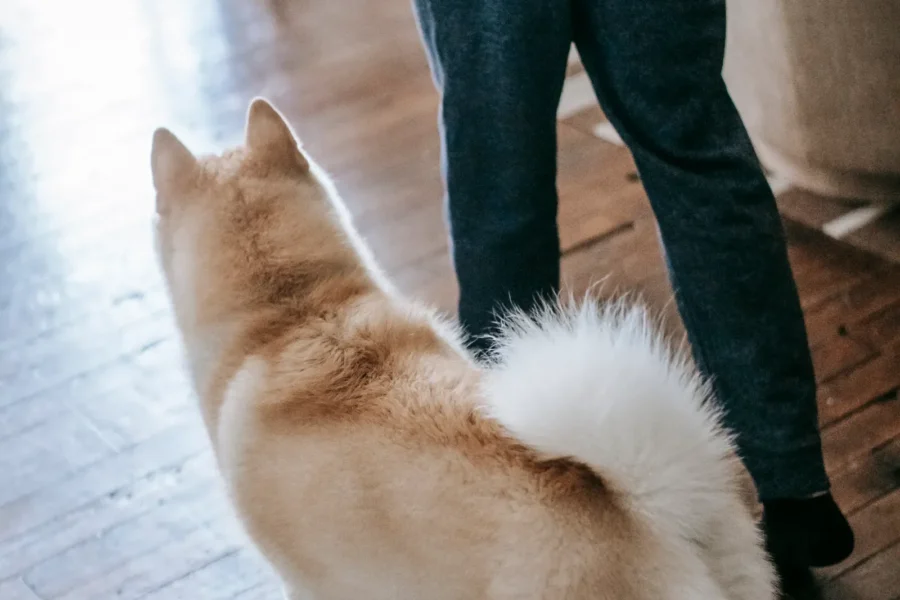 Why Does My Dog Follow Me Everywhere? 6 Reasons 20 Dog following its owner around the house — why does my dog follow me everywhere?