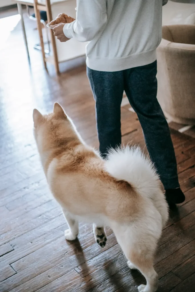 Why Does My Dog Follow Me Everywhere? The Complete Guide to Understanding Your Dog's Velcro Behavior 12 Dog following its owner from room to room