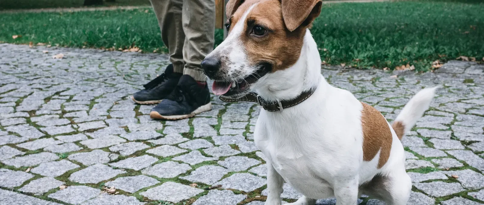 Dog following its owner everywhere around the house