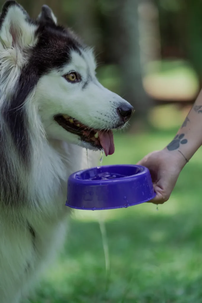 Fresh water bowl for a dog — normal vs excessive water intake
