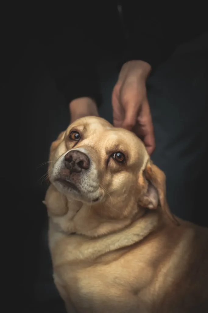 Why Does My Dog Follow Me Everywhere? The Complete Guide to Understanding Your Dog's Velcro Behavior 13 Dog gazing up at its owner