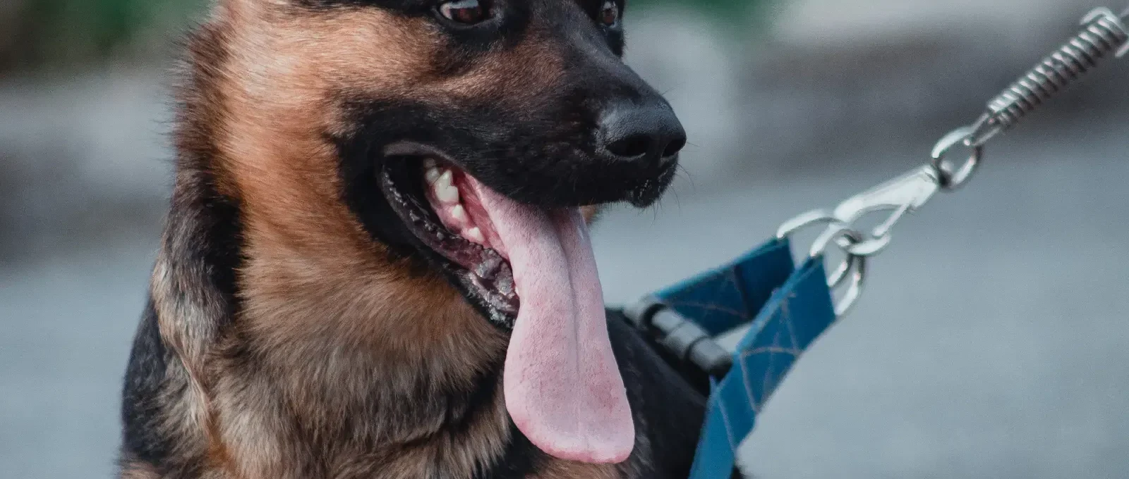Dog in harness and leash — dog gear buyer's guide