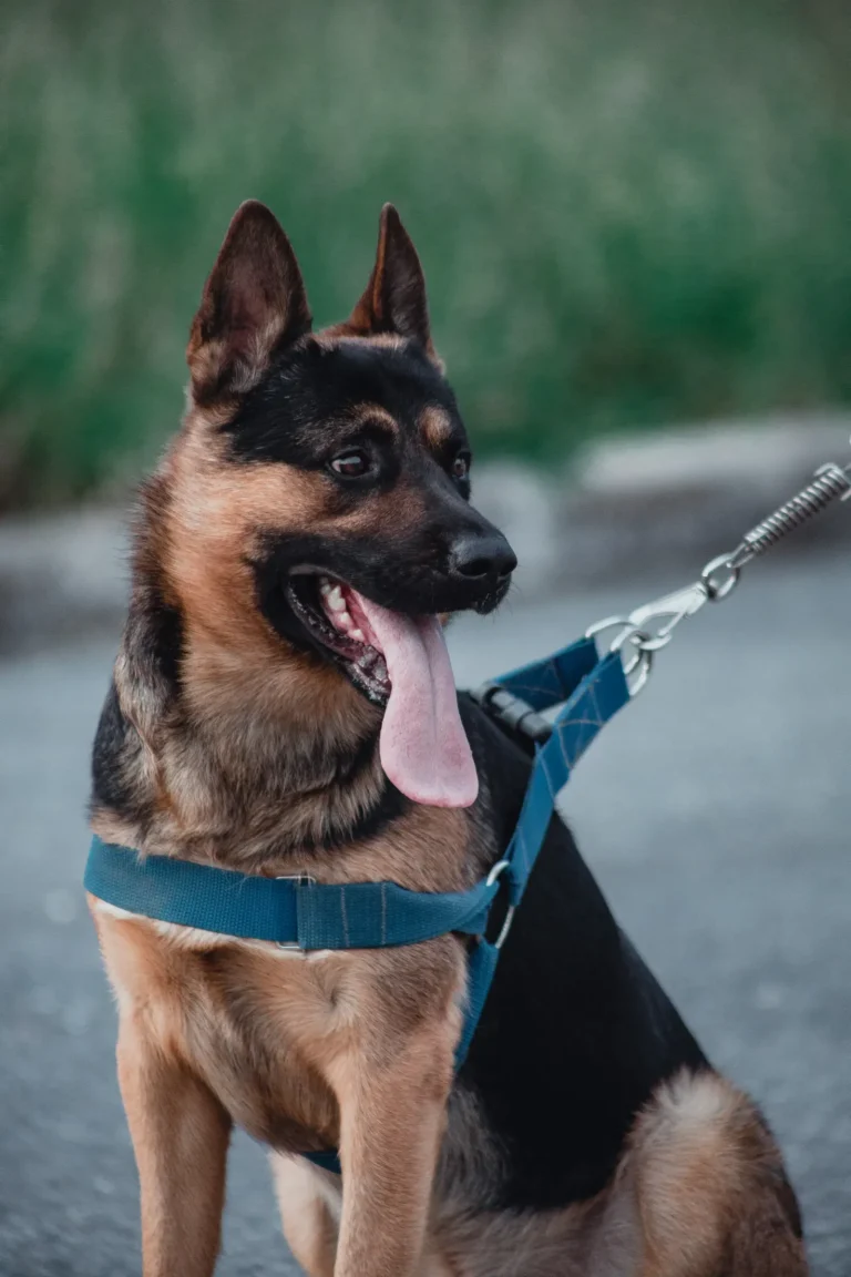 Dog in harness and leash — dog gear buyer's guide